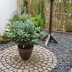 Curly Scheyern